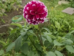 Rode dahlia